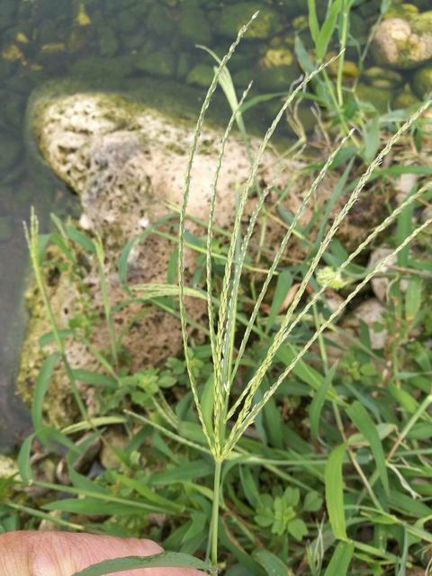 Chloris gayana (Poaceae)